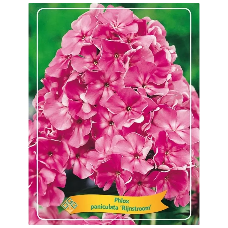 Phlox paniculata RIJNSTROOM