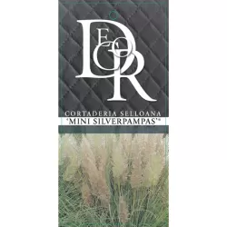 Argentininė kortaderija - Cortaderia selloana SILVER MINI