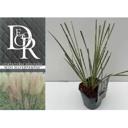 Argentininė kortaderija - Cortaderia selloana SILVER MINI