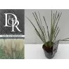 Cortaderia selloana SILVER MINI
