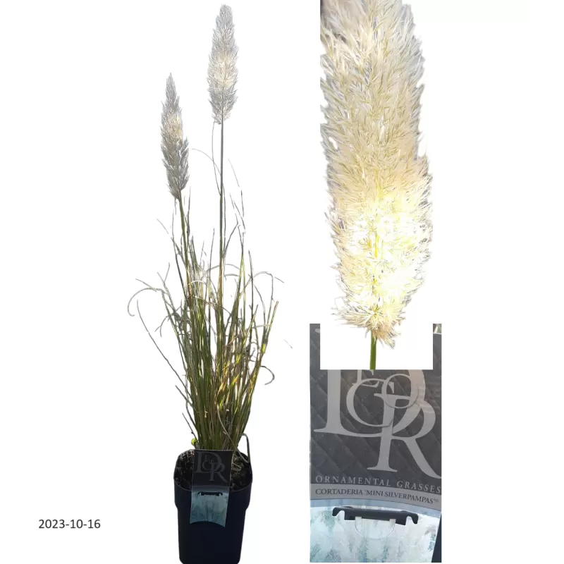 Argentininė kortaderija - Cortaderia selloana SILVER MINI