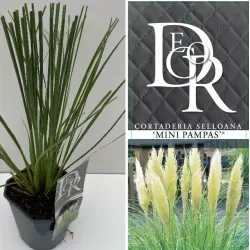 Cortaderia selloana MINI PAMPAS