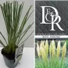 Argentininė kortaderija - Cortaderia selloana MINI PAMPAS