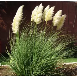 Cortaderia selloana MINI PAMPAS