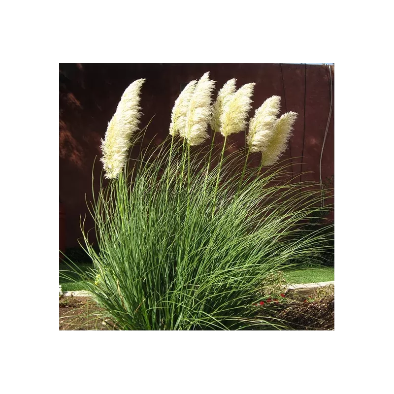 Cortaderia selloana MINI PAMPAS