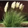 Argentininė kortaderija - Cortaderia selloana MINI PAMPAS