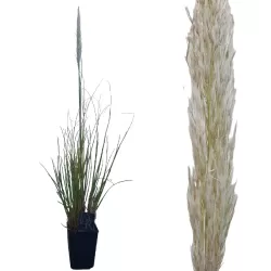 Argentininė kortaderija - Cortaderia selloana MINI PAMPAS