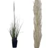 Cortaderia selloana MINI PAMPAS