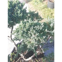 Žvynuotasis kadagys - Juniperus squamata BLUE SWEDE