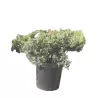 Žvynuotasis kadagys - Juniperus squamata BLUE SWEDE