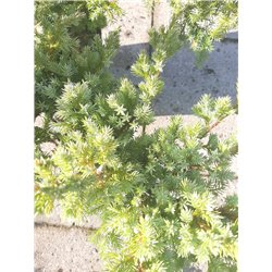 copy of Žvynuotasis kadagys - Juniperus squamata Blue Swede P33C15/P35C25 50CM W90 gyva foto 2021-10-21
