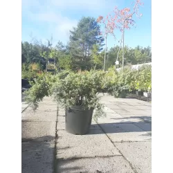 Žvynuotasis kadagys - Juniperus squamata BLUE SWEDE