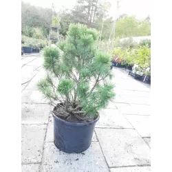 Kalninė pušis - Pinus mugo MUMPITZ