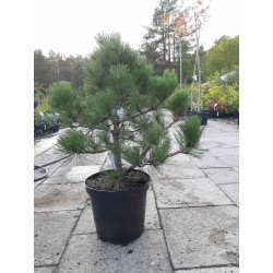 Juodoji pušis - Pinus nigra HORNIBROOKIANA