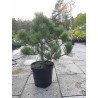 Pinus nigra Hornibrookiana P29C10R 60CM (PHOTO 2020-10-06)