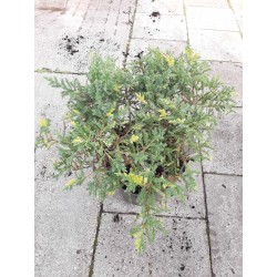 Juniperus chinensis (davurica) Expansa Aureospicata P29C10 35CM W50-60CM PHOTO 2020-08-19