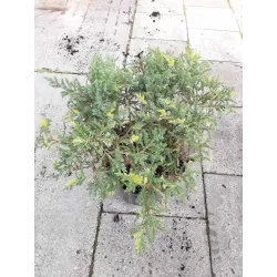 Kininis kadagys - Juniperus chinensis EXPANSA AUREOSPICATA