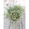 Kininis kadagys 'Expansa Aureospicata' - Juniperus chinensis 'Expansa Aureospicata'