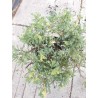 Kininis kadagys - Juniperus chinensis EXPANSA AUREOSPICATA