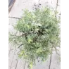 Kininis kadagys - Juniperus chinensis EXPANSA AUREOSPICATA