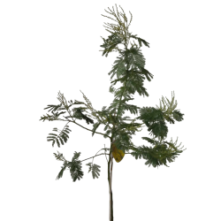 Akacija (mimoza) - Acacia dealbata