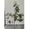 Akacija (mimoza) - Acacia dealbata