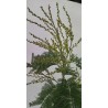 Akacija (mimoza) - Acacia dealbata