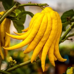 Citrinmedis Budos Ranka - Citrus medica BUDDHAS HAND