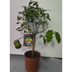 Citrus paradisii