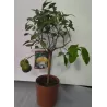 Greipfrutas – Citrus paradisii GRAPEFRUIT