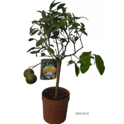 Greipfrutas – Citrus paradisii GRAPEFRUIT