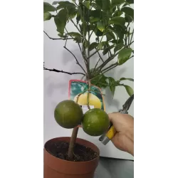Citrus paradisii