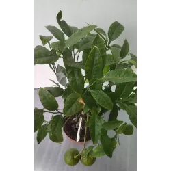 Citrus paradisii