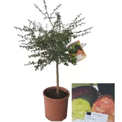 Australinis laimas - Citrus australasica