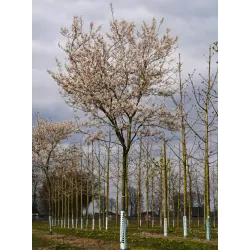 Lamarko medlieva - Amelanchier lamarckii