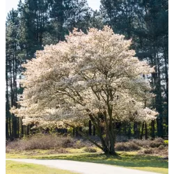Lamarko medlieva - Amelanchier lamarckii
