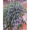 Vaistinis rozmarinas - Rosmarinus officinalis POINTE DU RAZ