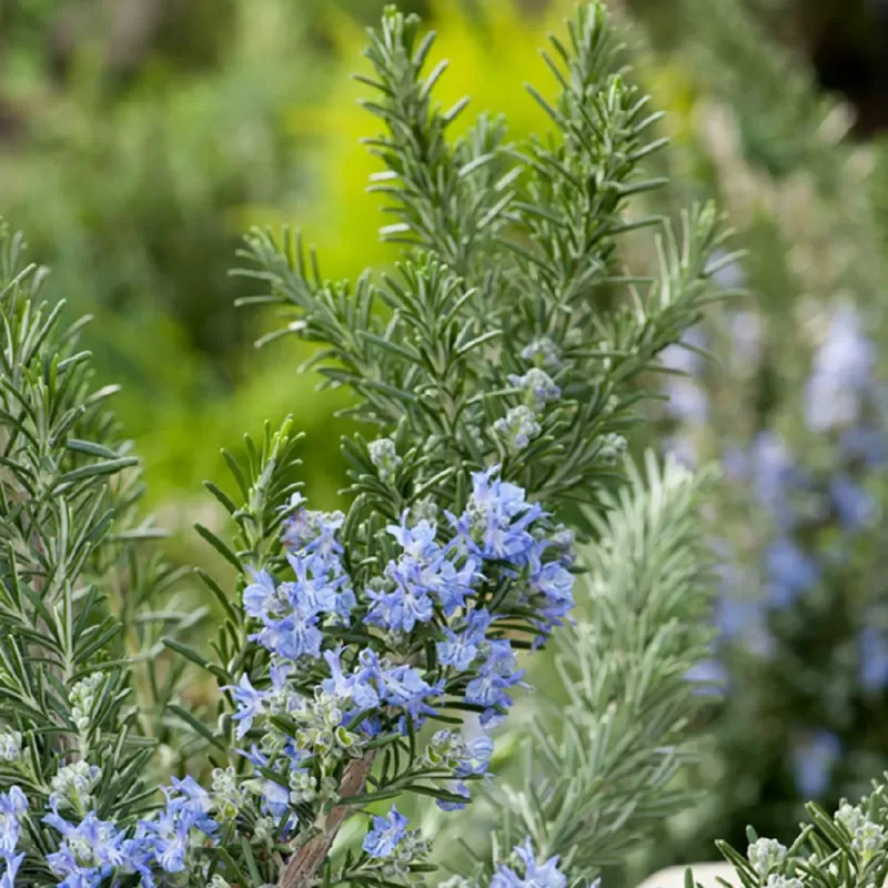 Vaistinis rozmarinas - Rosmarinus officinalis POINTE DU RAZ