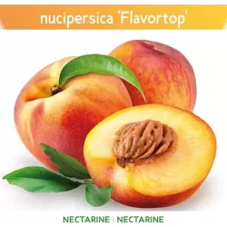 Persikai ir nektarinai internetu su pristatymu į namus