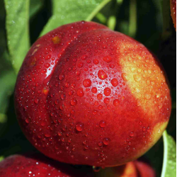 Nectarine - Prunus nucipersica FLAVORTOP