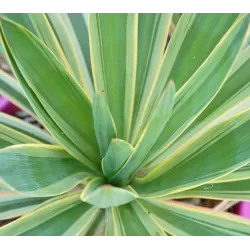 Pluoštinė juka - Yucca filamentosa Color Guard