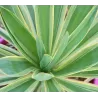 Pluoštinė juka - Yucca filamentosa Color Guard