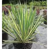 Pluoštinė juka - Yucca filamentosa Color Guard