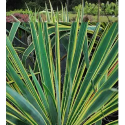 Pluoštinė juka - Yucca filamentosa Color Guard
