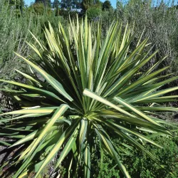 Pluoštinė juka - Yucca filamentosa Color Guard