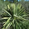 Pluoštinė juka - Yucca filamentosa Color Guard