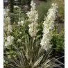 Pluoštinė juka - Yucca filamentosa Color Guard