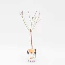 Prunus armeniaca BERGERON