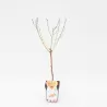 Abrikosas (nykštukinis) - Prunus armeniaca BERGERON