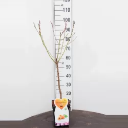 Abrikosas (nykštukinis) - Prunus armeniaca BERGERON